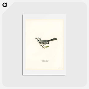 アートポストカード-Pied Wagtail
 - スヴェンスカ フォグラル Postcard.