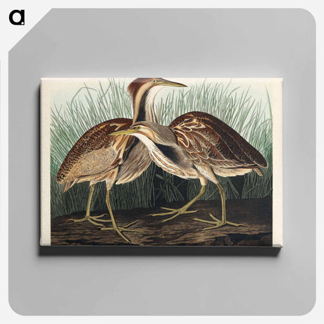 アートパネル-American Bittern from Birds of America
 - アメリカの鳥たち Canvas.