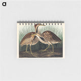 アートメモ帳-American Bittern from Birds of America
 - アメリカの鳥たち Memo.
