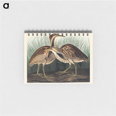 アートメモ帳-American Bittern from Birds of America
 - アメリカの鳥たち Memo.