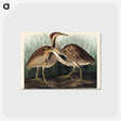アートポストカード-American Bittern from Birds of America
 - アメリカの鳥たち Postcard.