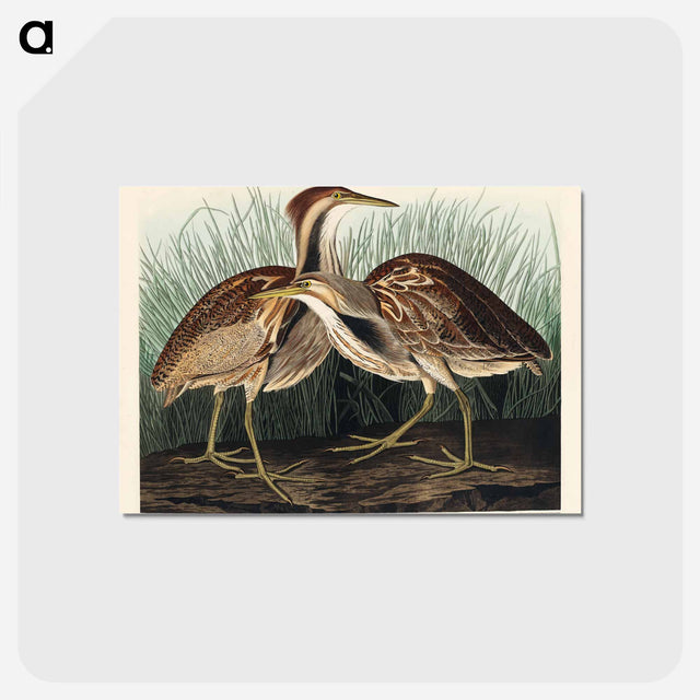 アートポストカード-American Bittern from Birds of America
 - アメリカの鳥たち Postcard.