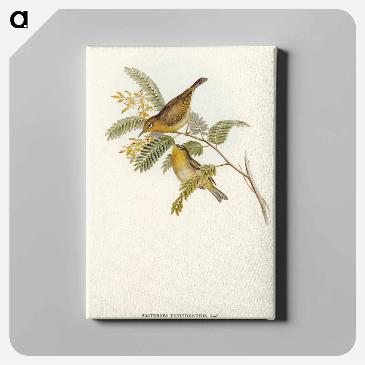Slender-billed Zosterops
 - オーストラリアの鳥 Canvas.