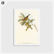アートポストカード-Slender-billed Zosterops
 - オーストラリアの鳥 Postcard.