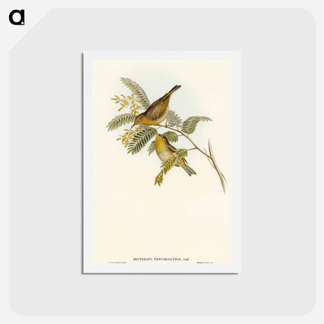 アートポストカード-Slender-billed Zosterops
 - オーストラリアの鳥 Postcard.