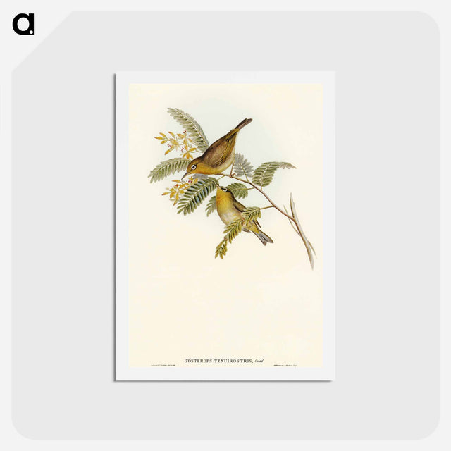 アートポストカード-Slender-billed Zosterops
 - オーストラリアの鳥 Postcard.