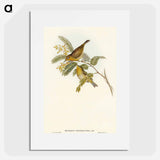 アートポスター-Slender-billed Zosterops
 - オーストラリアの鳥 Poster.