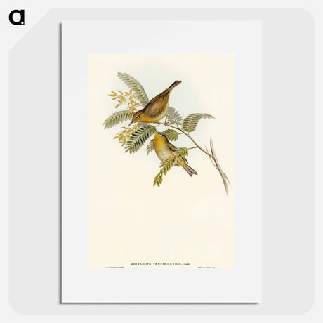 アートポスター-Slender-billed Zosterops
 - オーストラリアの鳥 Poster.
