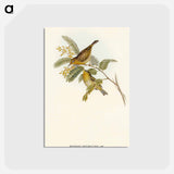 アートポストカード-Slender-billed Zosterops
 - オーストラリアの鳥 Postcard.