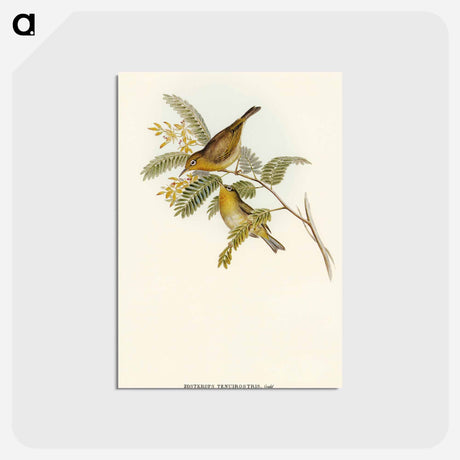アートポストカード-Slender-billed Zosterops
 - オーストラリアの鳥 Postcard.