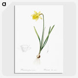 2-80_The-Lilies_picture-crop