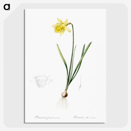 2-80_The-Lilies_picture-crop