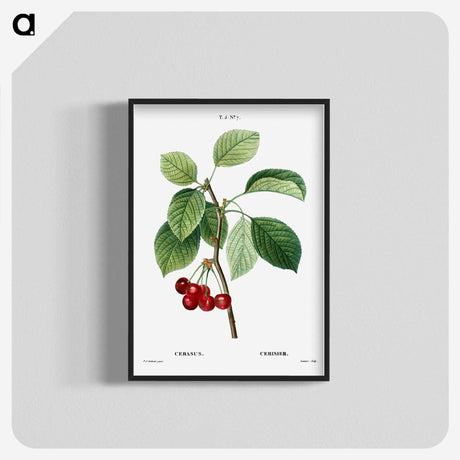 2-80_Treatise-on-Trees-and-Shrubs_blk-crop
