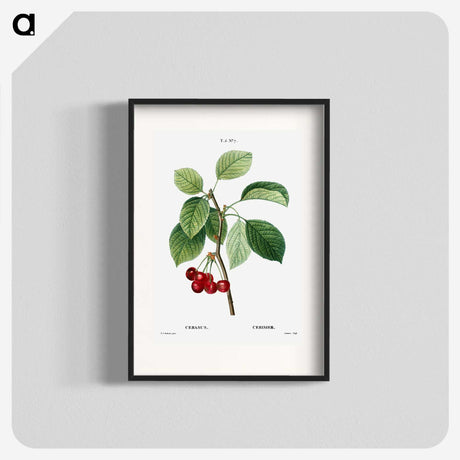 2-80_Treatise-on-Trees-and-Shrubs_blk