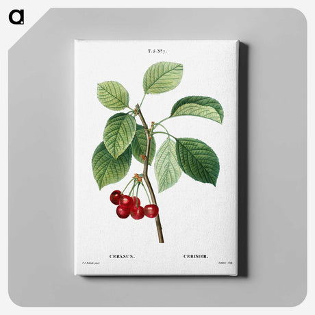 2-80_Treatise-on-Trees-and-Shrubs_canvas