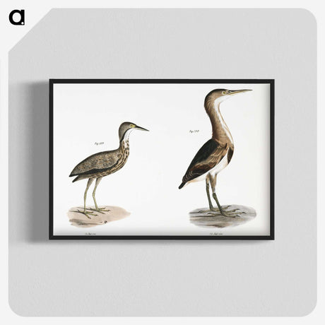 2-80_Zoology-of-New-York_blk-crop