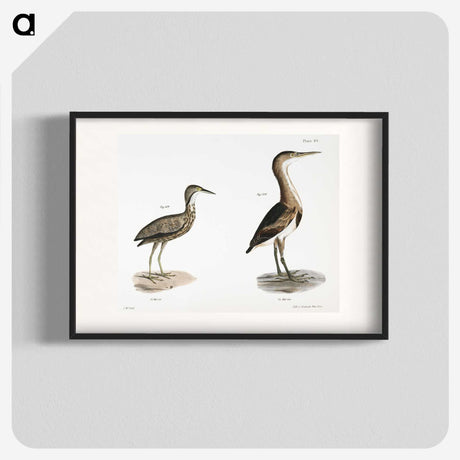 2-80_Zoology-of-New-York_blk