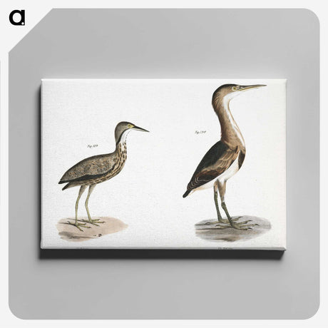2-80_Zoology-of-New-York_canvas