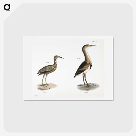 2-80_Zoology-of-New-York_hagaki