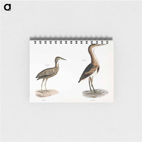 American Bittern (Ardea minor) Small Bittern (Ardea exilis) - ニューヨークの動物学 Memo.