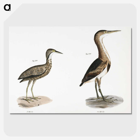 2-80_Zoology-of-New-York_picture-crop