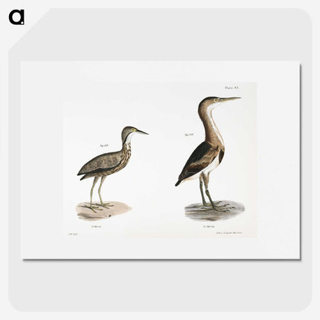 2-80_Zoology-of-New-York_picture