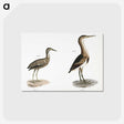 2-80_Zoology-of-New-York_postcard