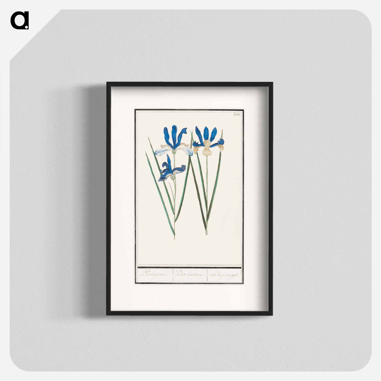 Blue iris - アンセルムス ボエティウス デ ブート Poster.