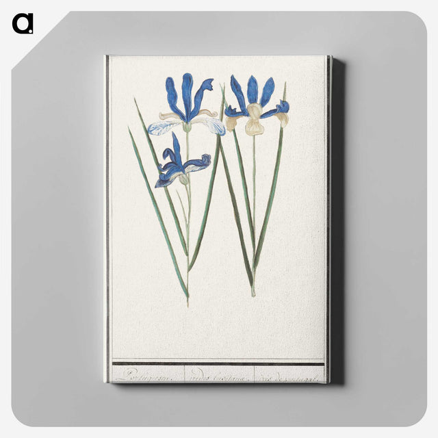 2-81_Anselmus-Boetius-de-Boodt_canvas
