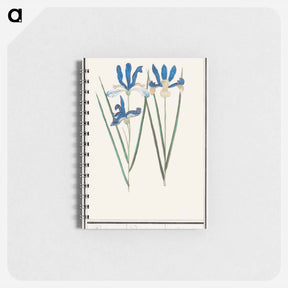 アートメモ帳-Blue iris - アンセルムス ボエティウス デ ブート Memo.