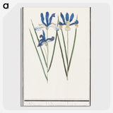 2-81_Anselmus-Boetius-de-Boodt_picture-crop