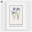 2-81_Anselmus-Boetius-de-Boodt_picture