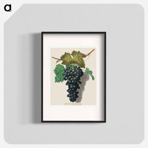 アートポスター-Black Prince Grape (Cinsaut)
 - クリーブランド美術館 Poster.