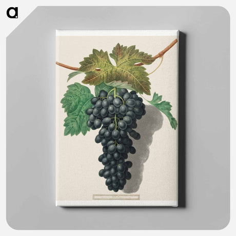 アートパネル-Black Prince Grape (Cinsaut)
 - クリーブランド美術館 Canvas.