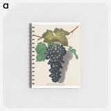 アートメモ帳-Black Prince Grape (Cinsaut)
 - クリーブランド美術館 Memo.