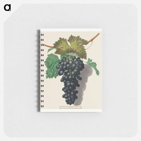 アートメモ帳-Black Prince Grape (Cinsaut)
 - クリーブランド美術館 Memo.