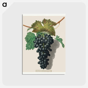 アートポストカード-Black Prince Grape (Cinsaut)
 - クリーブランド美術館 Postcard.
