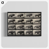 2-81_Eadweard-Muybridge_blk-crop