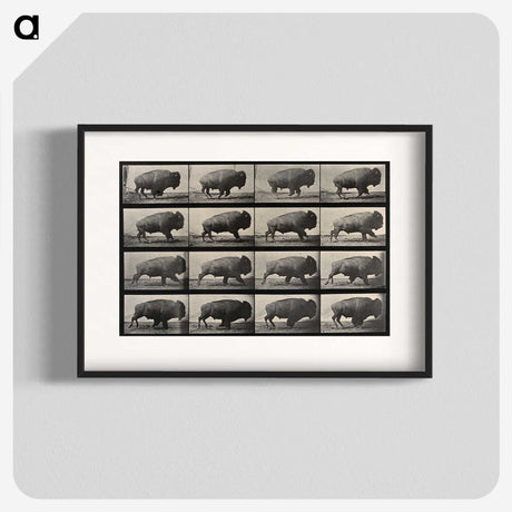 2-81_Eadweard-Muybridge_blk