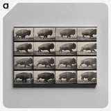 2-81_Eadweard-Muybridge_canvas