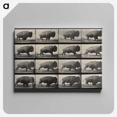 2-81_Eadweard-Muybridge_canvas