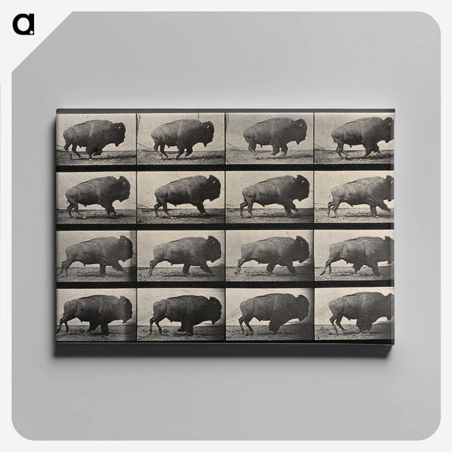 2-81_Eadweard-Muybridge_canvas