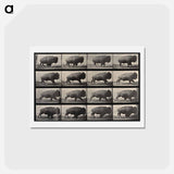 アートポストカード-Buffalo Walking
 - エドワード マイブリッジ Postcard.