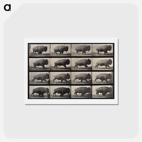アートポストカード-Buffalo Walking
 - エドワード マイブリッジ Postcard.