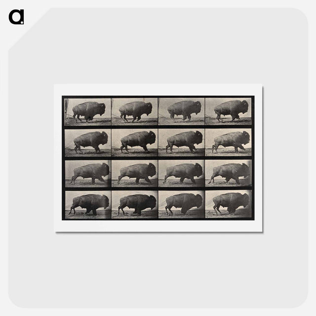 アートポストカード-Buffalo Walking
 - エドワード マイブリッジ Postcard.