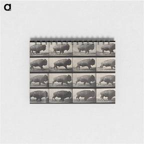 2-81_Eadweard-Muybridge_memo