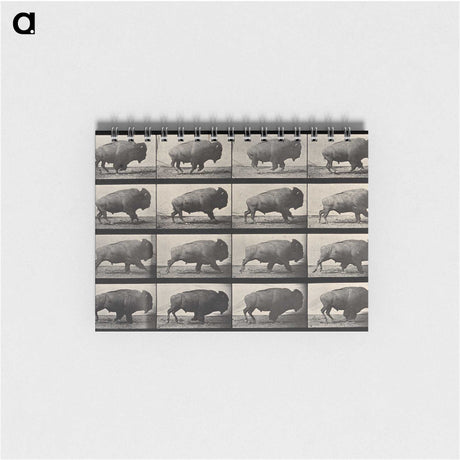 2-81_Eadweard-Muybridge_memo