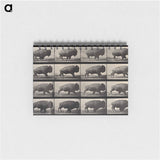 アートメモ帳-Buffalo Walking
 - エドワード マイブリッジ Memo.