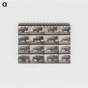 アートメモ帳-Buffalo Walking
 - エドワード マイブリッジ Memo.