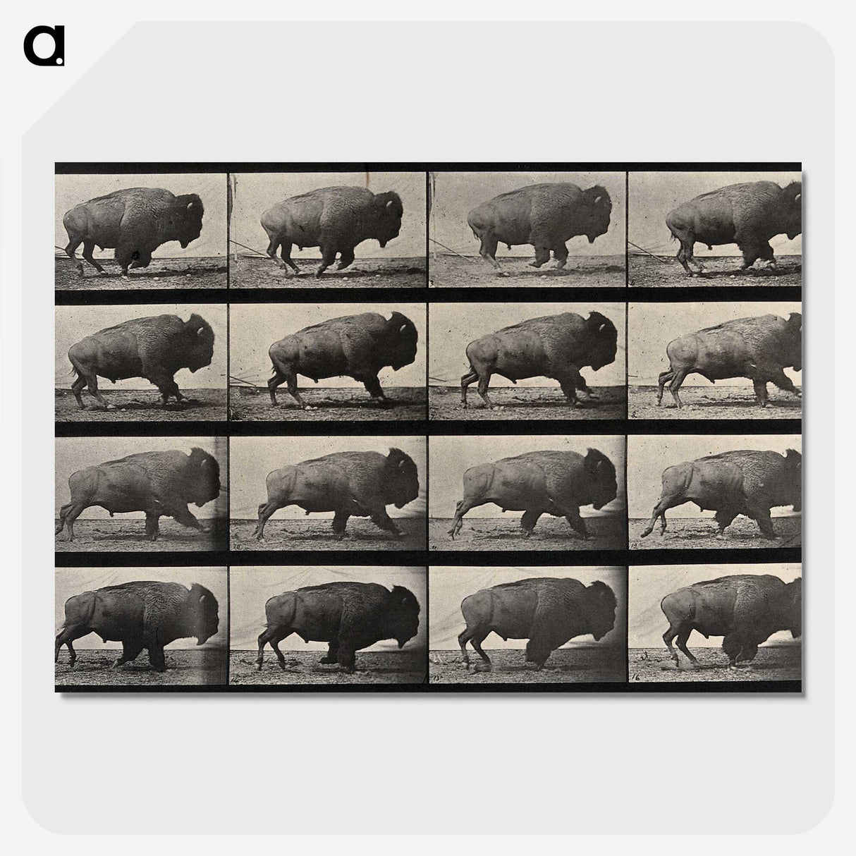2-81_Eadweard-Muybridge_picture-crop